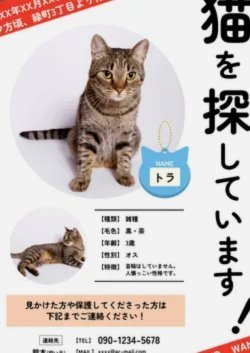 申花球迷围攻事件：地域归属还是文化冲突？